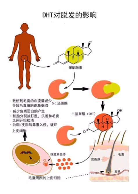 毛很多的人|深度解析：为什么有的人体毛旺盛，但却秃顶？